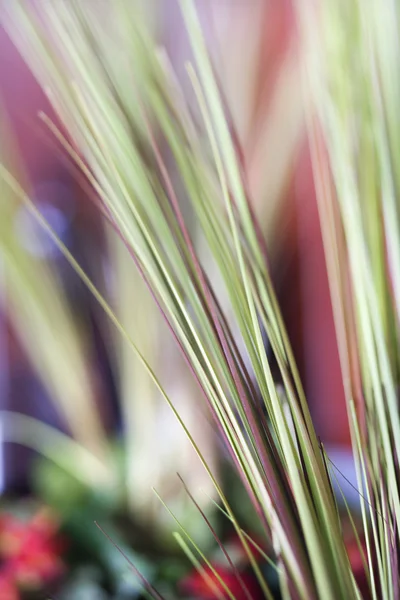 Decorative grass. — Stock Photo, Image