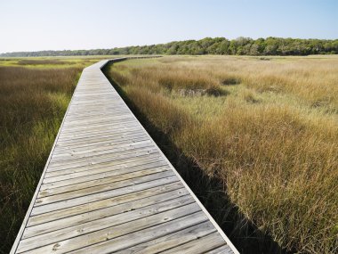 Boardwalk at marsh. clipart