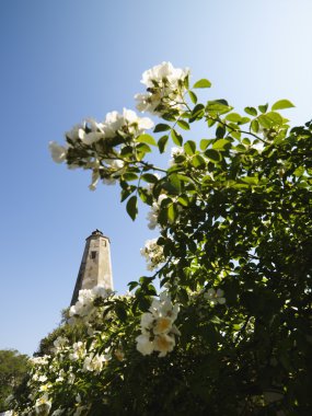 Deniz feneri ve çiçekler.
