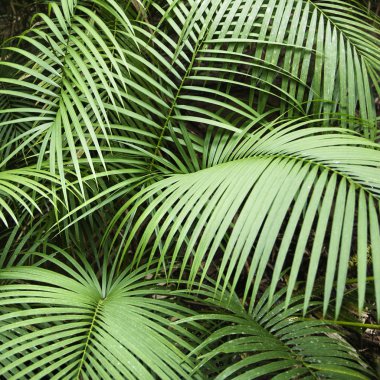 Fronds. clipart