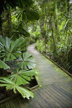 Walkway in rainforest. clipart