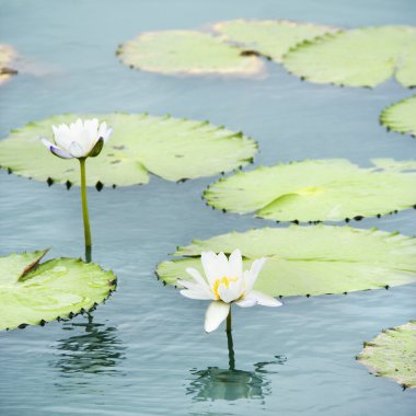 Water lilies. clipart