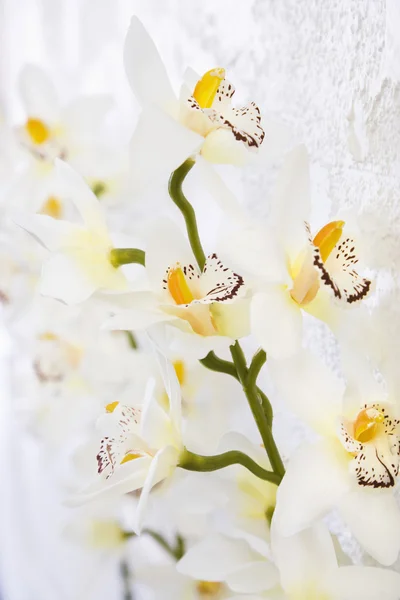 Silk orchids. — Stock Photo, Image