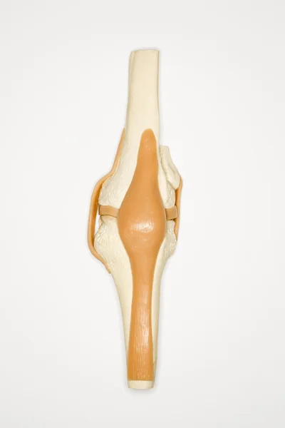 Modello al ginocchio . — Foto Stock