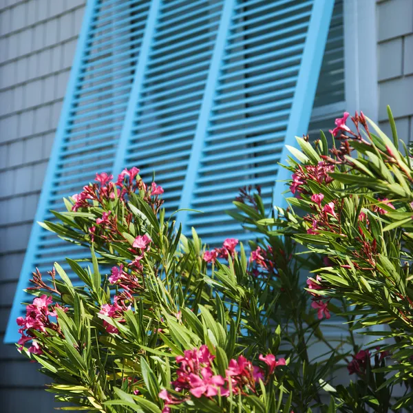 Fönster med oleander. — Stockfoto