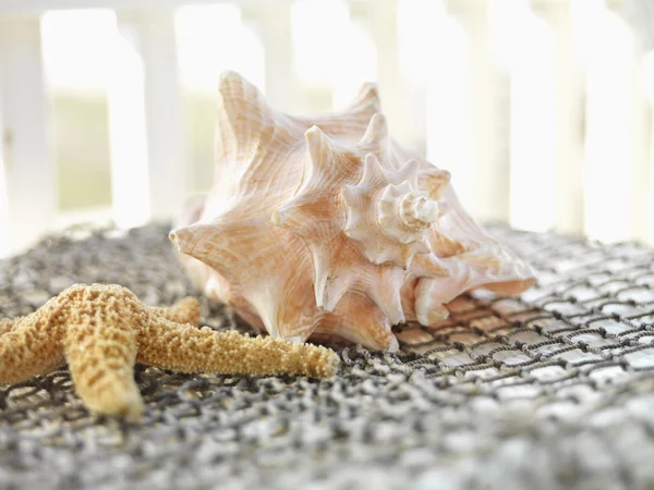 Conchas marinas. —  Fotos de Stock