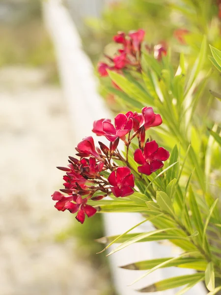 Cespuglio di oleandro fiorito . — Foto Stock