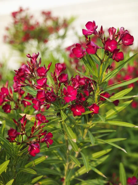 Blommande oleander bush. — Stockfoto