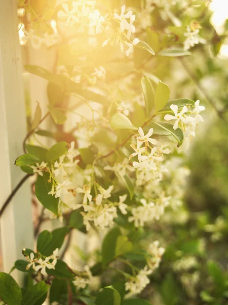 Sun through flowers. — Stock Photo, Image