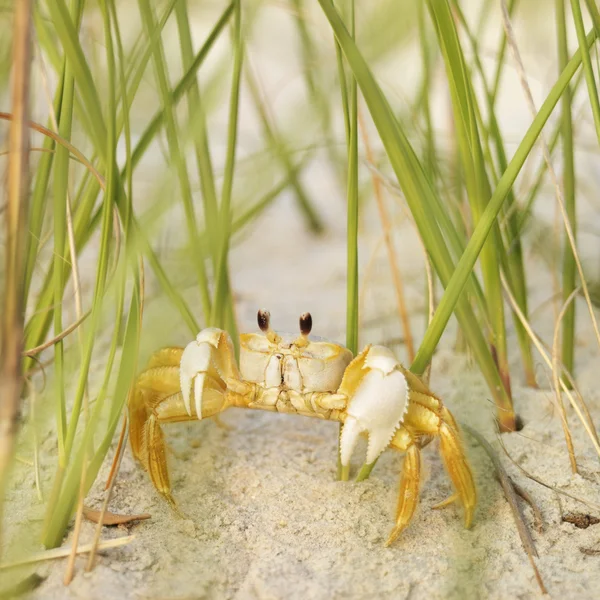 Ghost crab on beach. — Stock Photo, Image