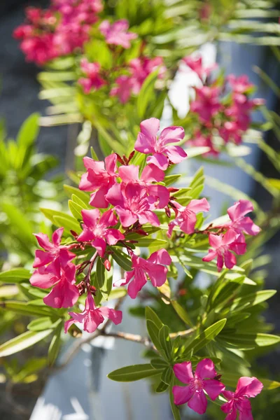 Plante à fleurs . — Photo