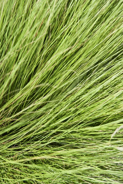 Langes grünes Gras. — Stockfoto
