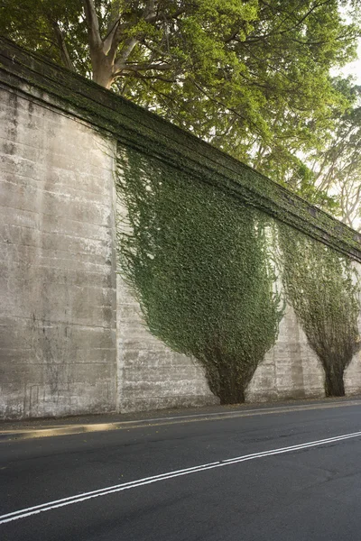 Ivy on roadside wall. — Stock Photo, Image