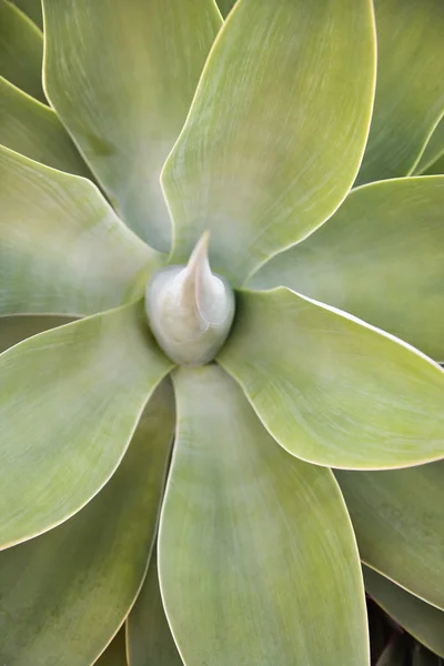 Succulent plant. — Stock Photo, Image