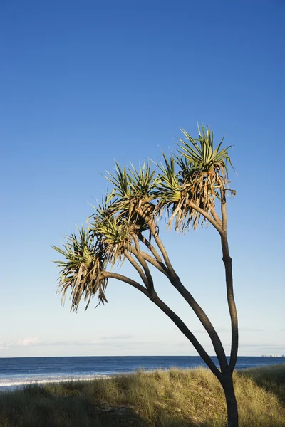 Strom na pláži. — Stock fotografie