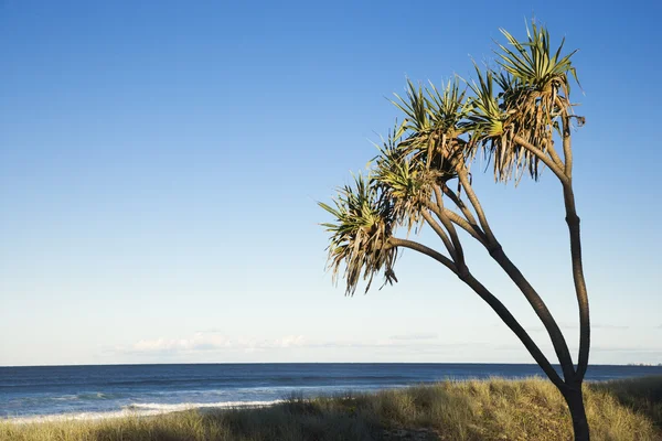 Пальма на пляже. — стоковое фото