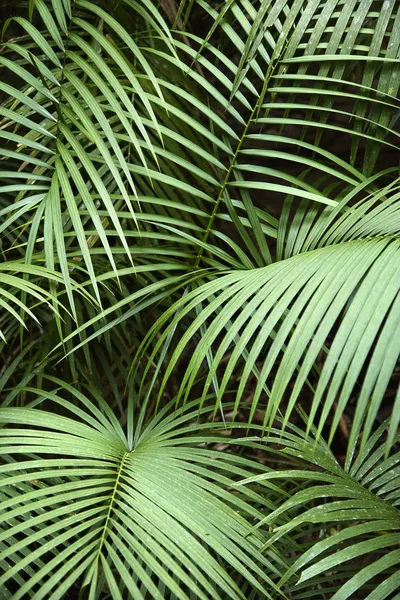 Roślina tropikalna. — Zdjęcie stockowe