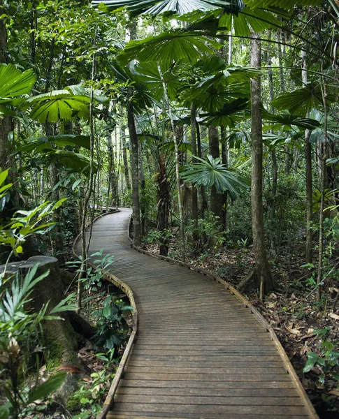 Passeio a pé na floresta tropical . — Fotografia de Stock