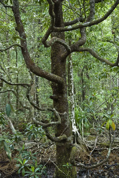 Дерево в лесу . — стоковое фото