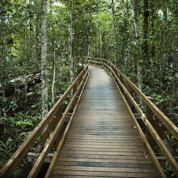 Boardwalk in forest. — Stock Photo, Image