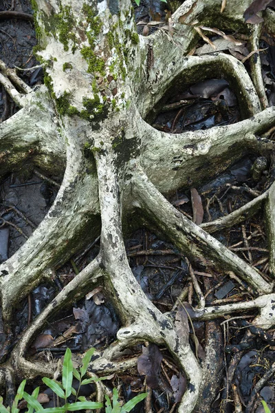 물에 나무 뿌리. — 스톡 사진