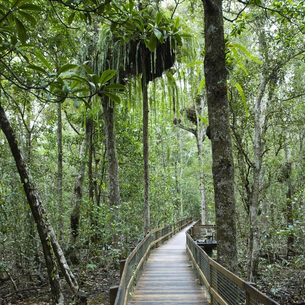 Caminho em floresta densa . — Fotografia de Stock