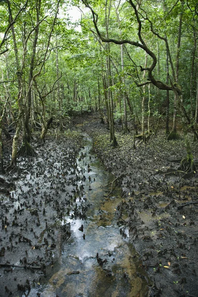 Erdő patak. — Stock Fotó