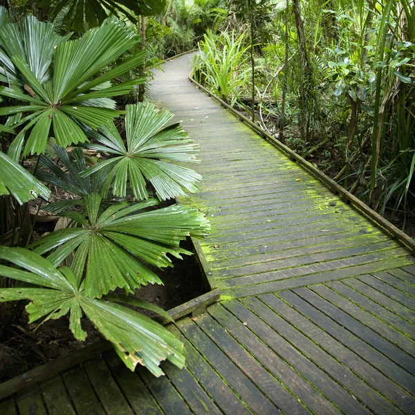Ścieżka w rainforest. — Zdjęcie stockowe