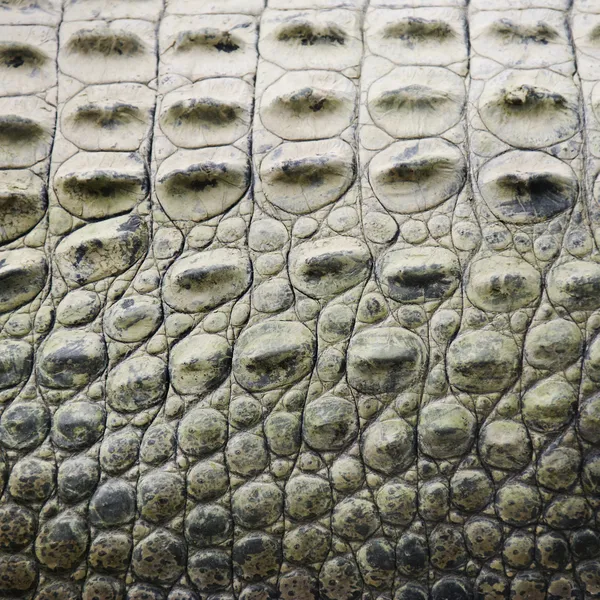Krokodilschuppen. — Stockfoto