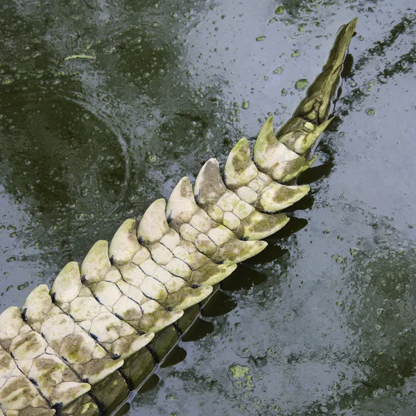 Cauda de crocodilo . — Fotografia de Stock