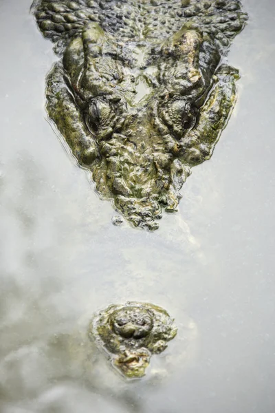 Κροκόδειλος στο νερό. — Φωτογραφία Αρχείου
