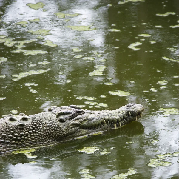 Крокодиловое плавание . — стоковое фото