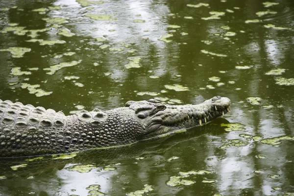Zwemmen krokodil. — Stockfoto