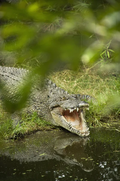 Крокодил відкриття рот . — стокове фото