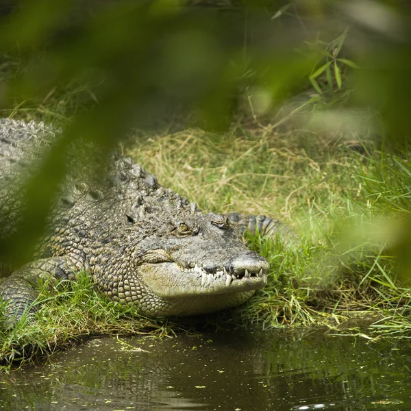 Крокодилы. — стоковое фото