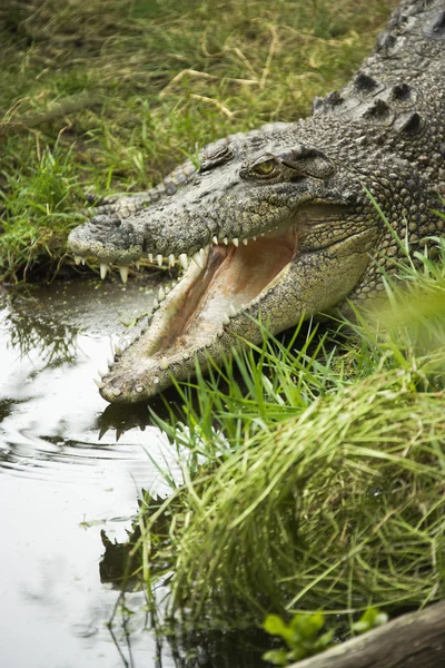 Krokodil öffnet Maul. — Stockfoto