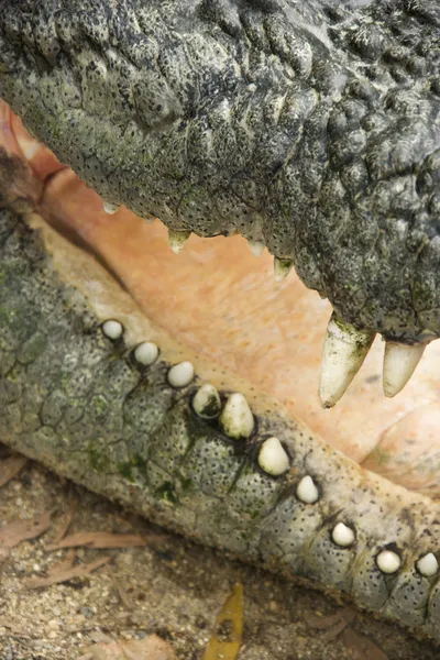 Krokodil mond. — Stockfoto
