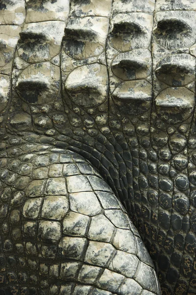 Peau de crocodile . — Photo