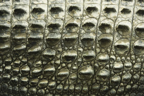 Texture crocodile . — Photo