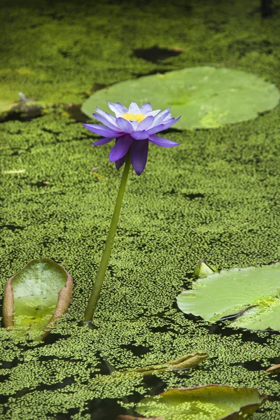 stock image Water lily.