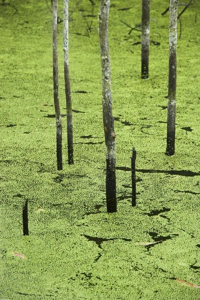 Зелений болото . — стокове фото