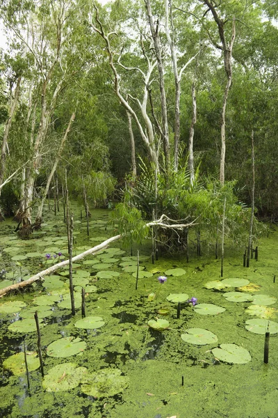 緑あふれる湿地帯. — ストック写真