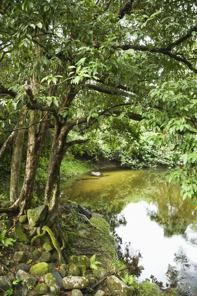 stock image Lush Australia landscape