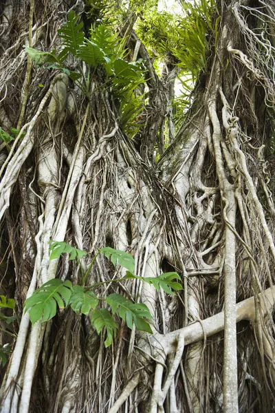 나무 뿌리 — 스톡 사진