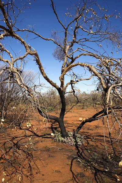 Дерево Австралии — стоковое фото