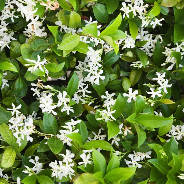Flowering Jasmine. — Stock Image Flowering Jasmine. Stock Photo