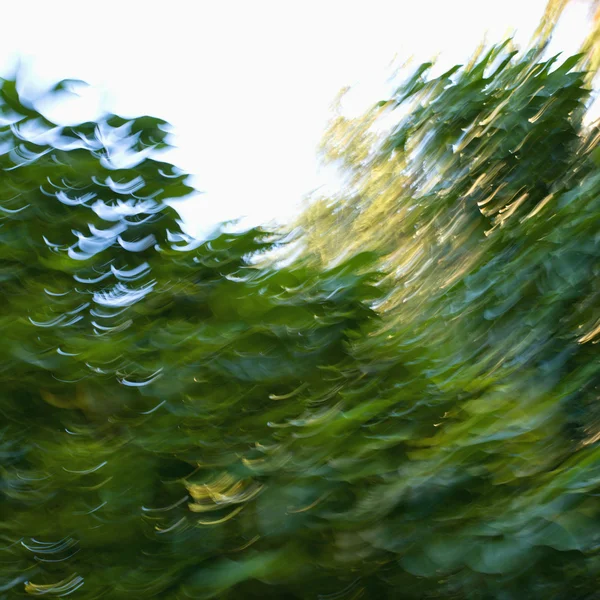 Wazig abstracte bomen. Stockfoto
