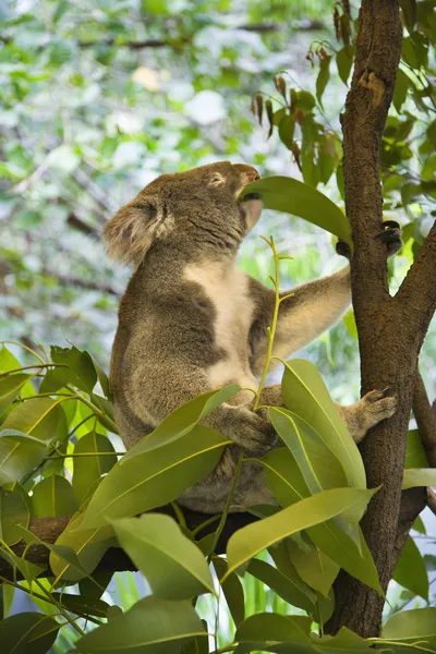 Koala i träd. Stockbild