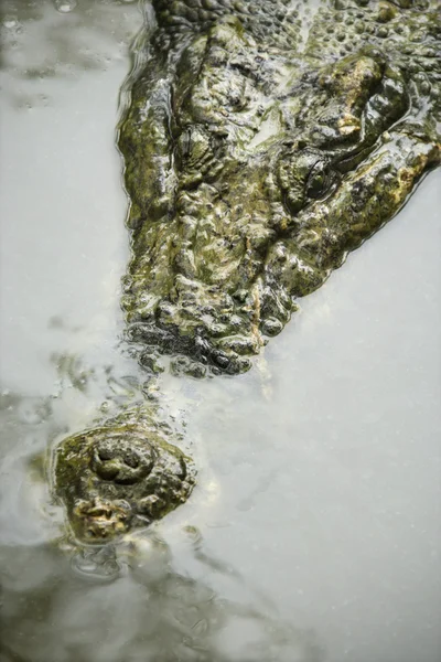 Crocodilo na água . Fotografias De Stock Royalty-Free