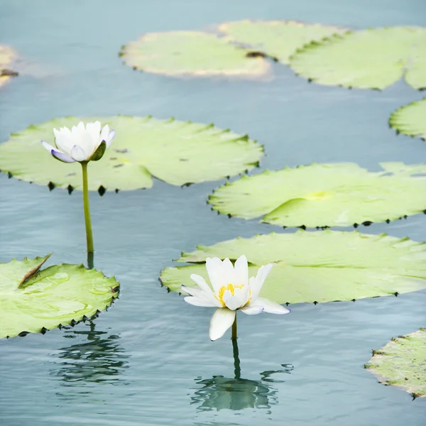 Water lilies. Stock Image